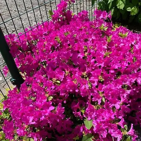 Διαμέρισμα Au Centre D'une Historique.